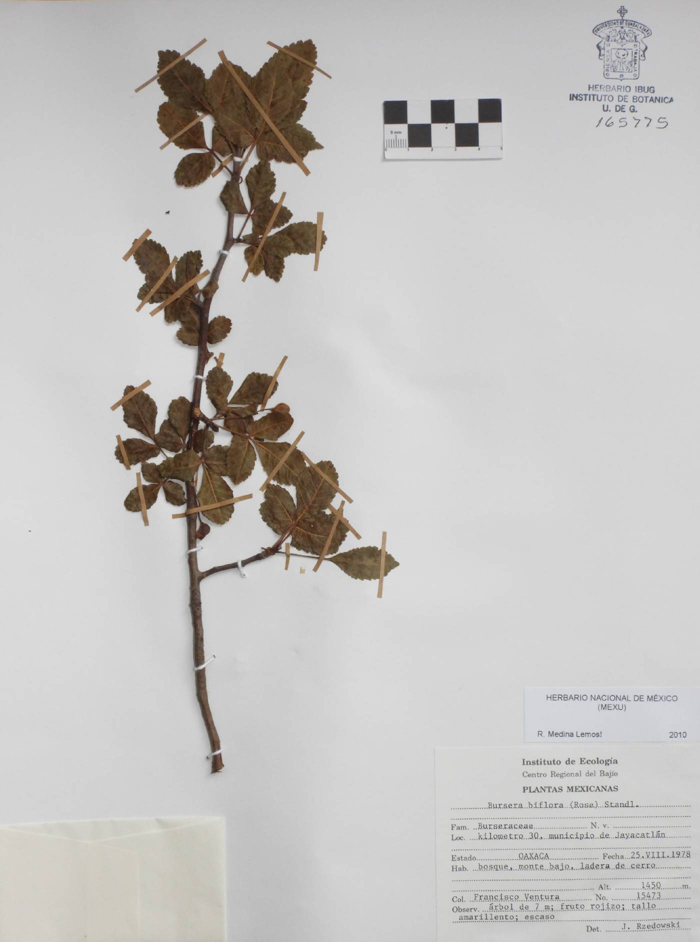 Bursera biflora image