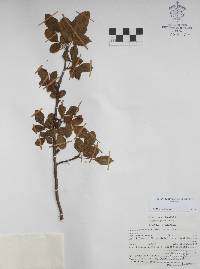 Bursera biflora image