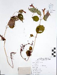 Achimenes antirrhina image