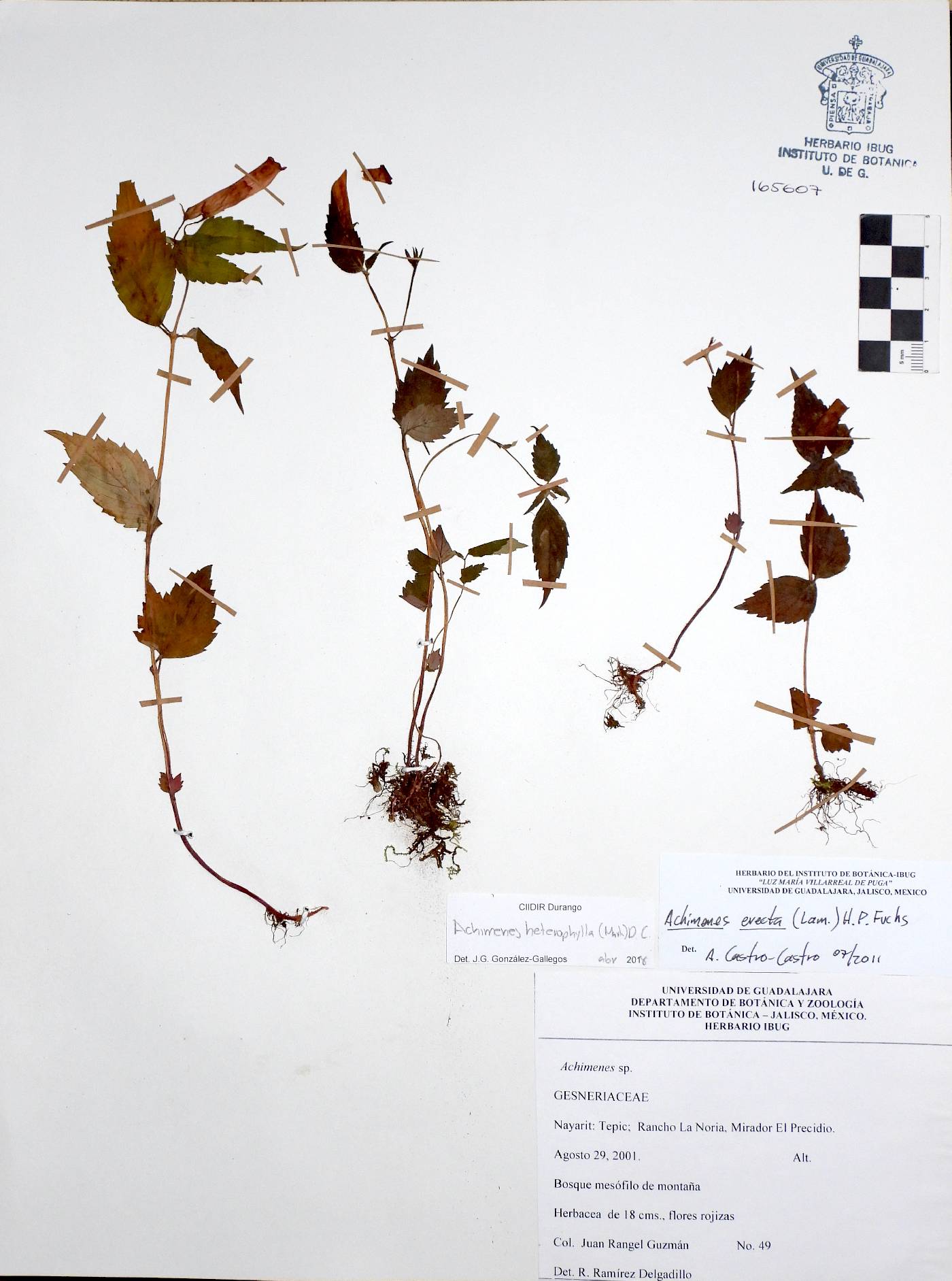 Achimenes heterophylla image