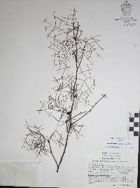 Bursera paradoxa image