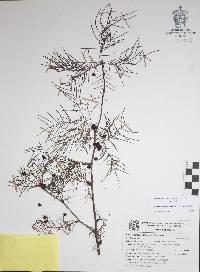 Bursera paradoxa image