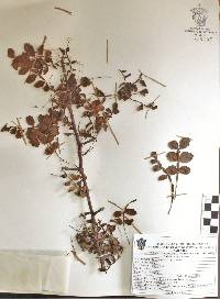 Bursera ribana image