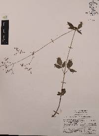 Valeriana densiflora image