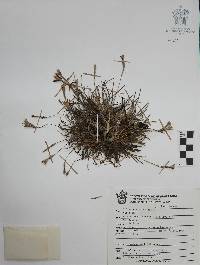 Tillandsia recurvata image