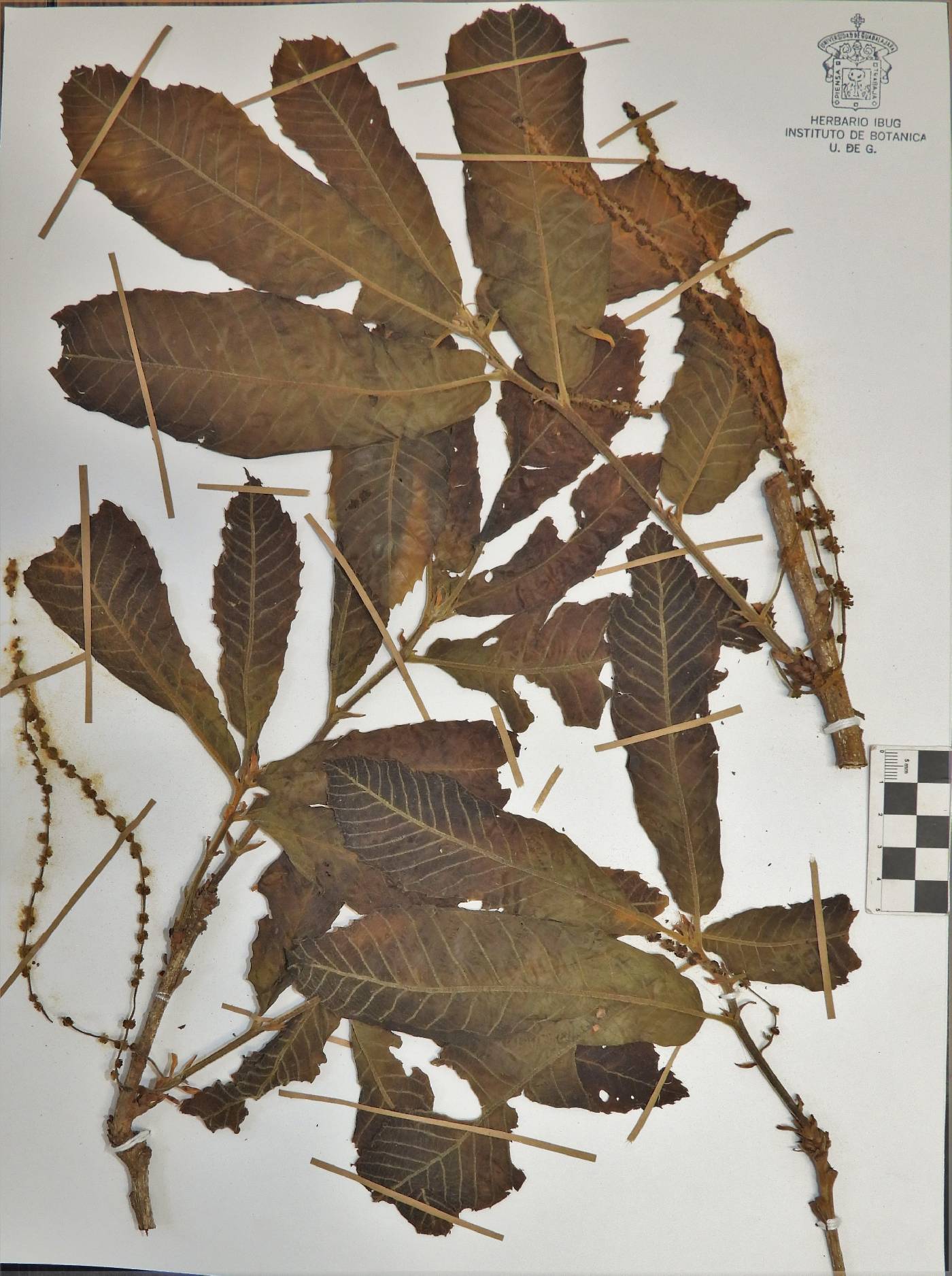 Quercus insignis image