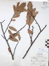 Bursera crenata image