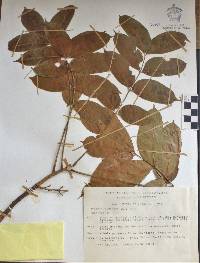 Bursera simaruba image