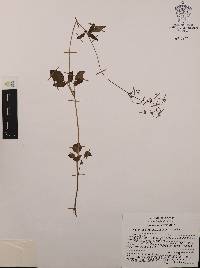 Valeriana densiflora image