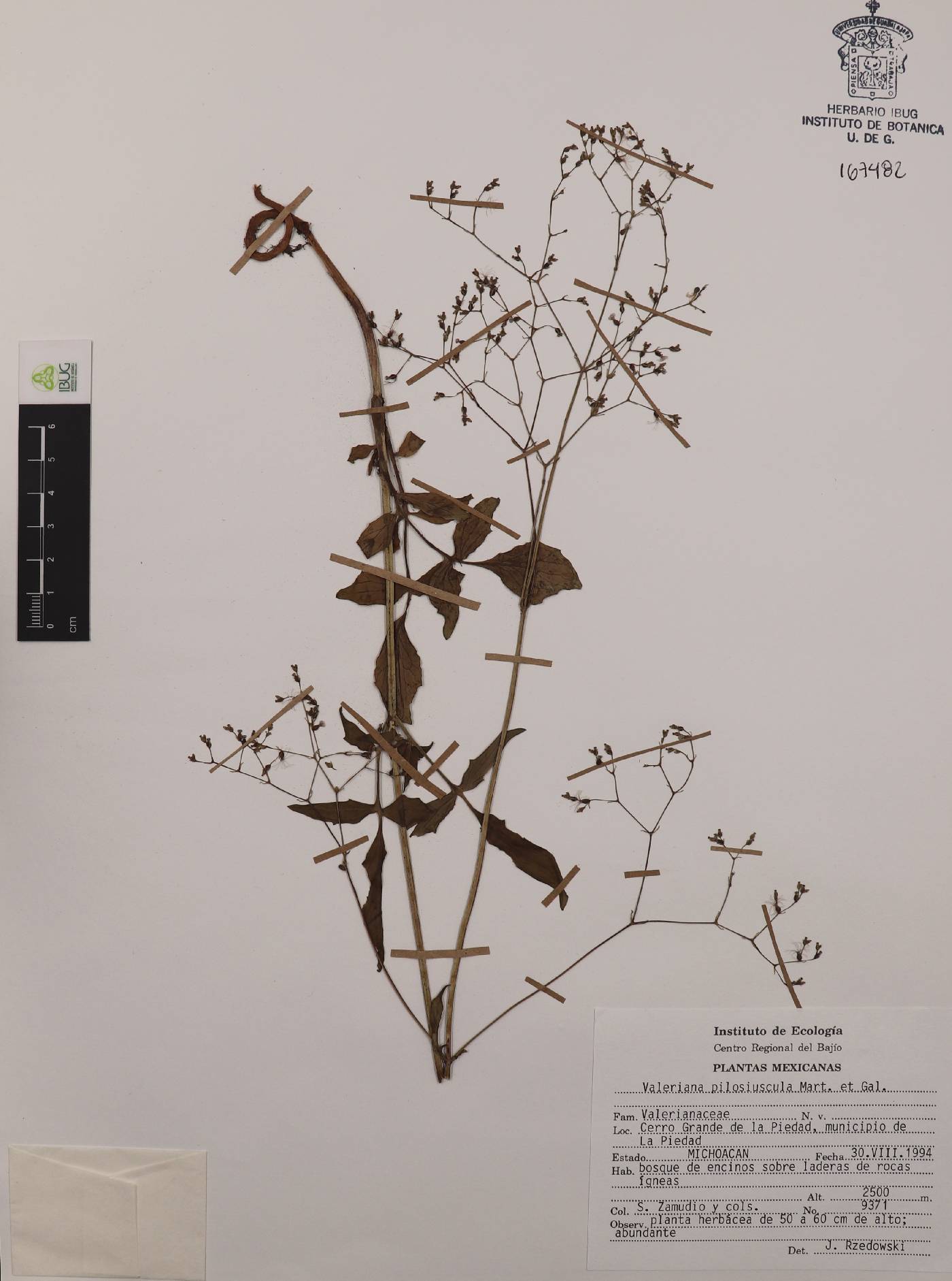 Valeriana densiflora image