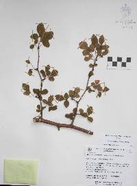 Bursera biflora image