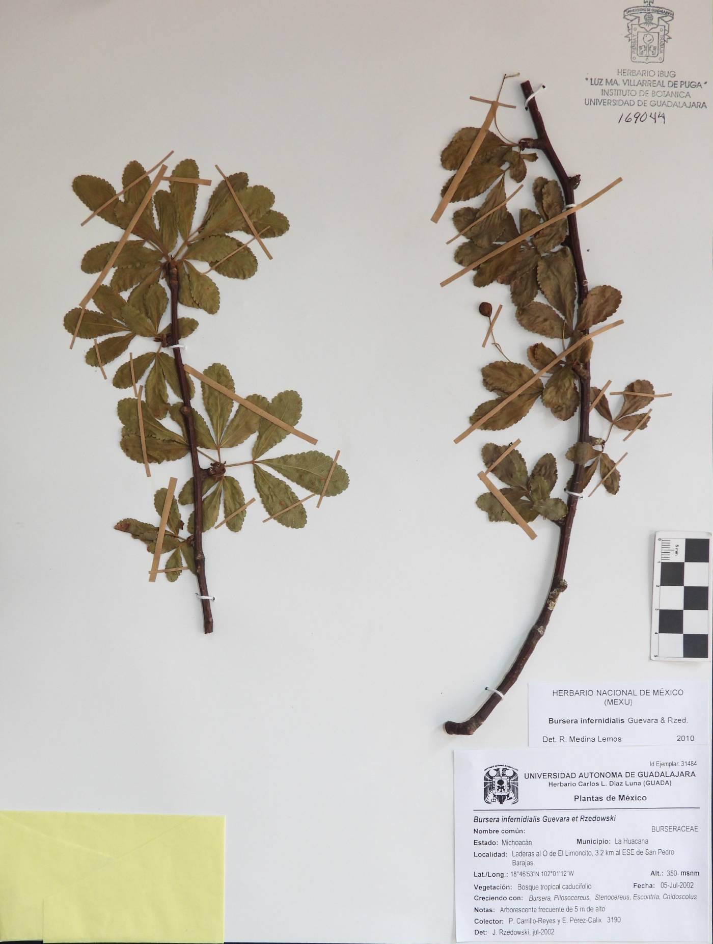 Bursera infernidialis image