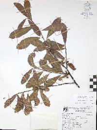 Bursera crenata image