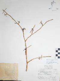 Bursera palaciosii image