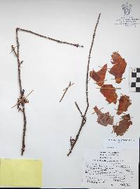 Bursera denticulata image