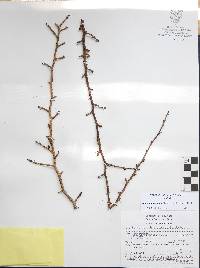 Bursera fagaroides image