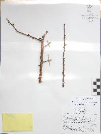 Bursera fagaroides image