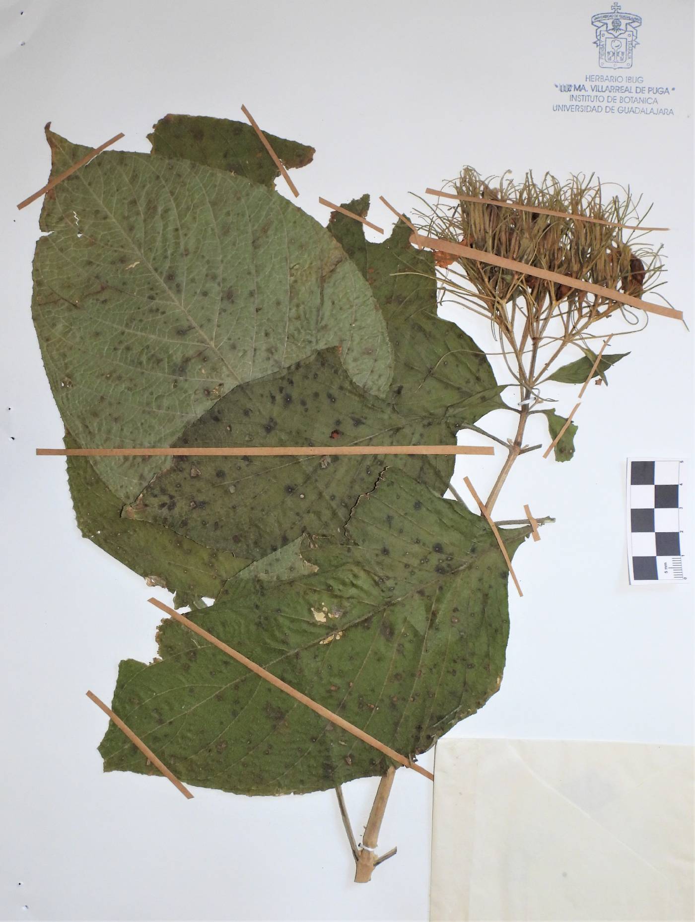 Ruellia jaliscana image