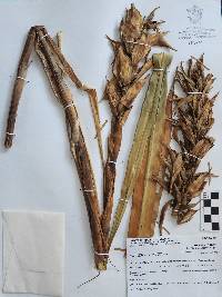 Pitcairnia imbricata image