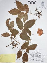 Bursera attenuata image