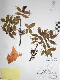 Bursera occulta image