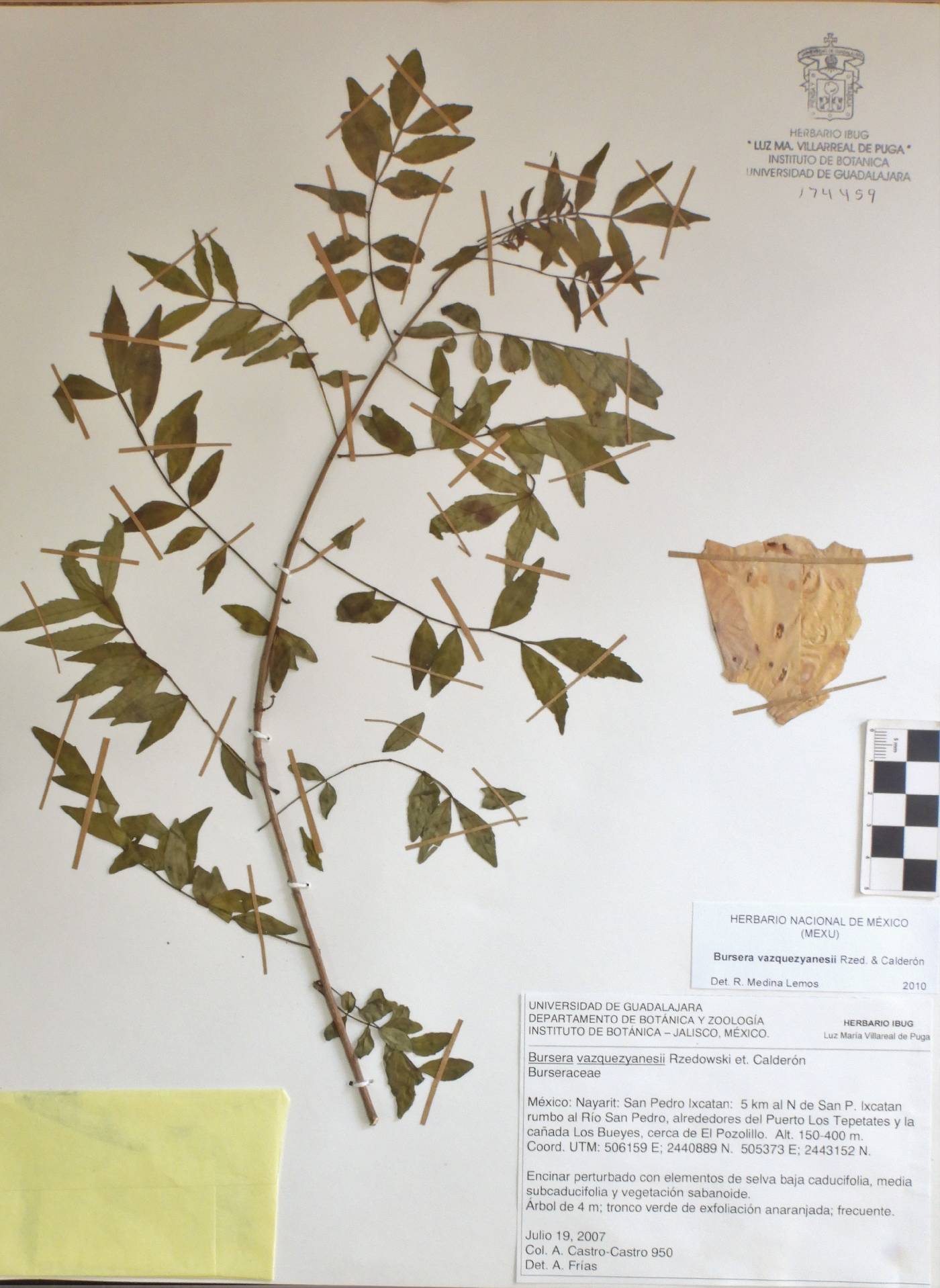 Bursera vasquezyanesii image