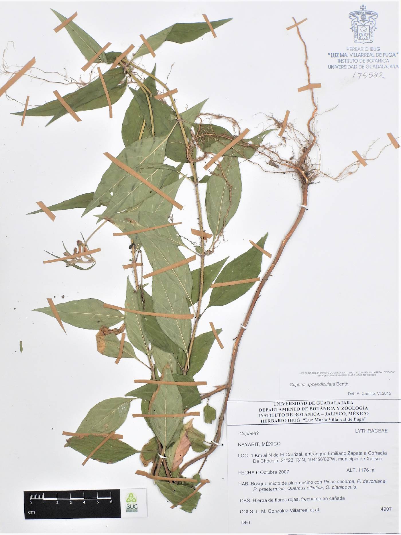 Cuphea appendiculata image