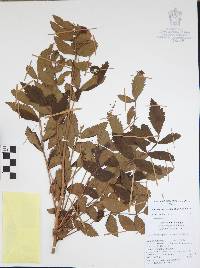 Bursera macvaughiana image