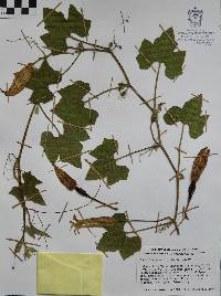 Cucurbita radicans image