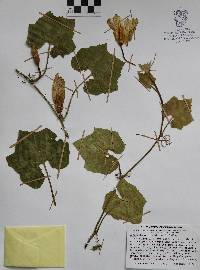 Cucurbita okeechobeensis subsp. martinezii image