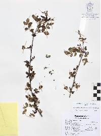 Bursera fagaroides image