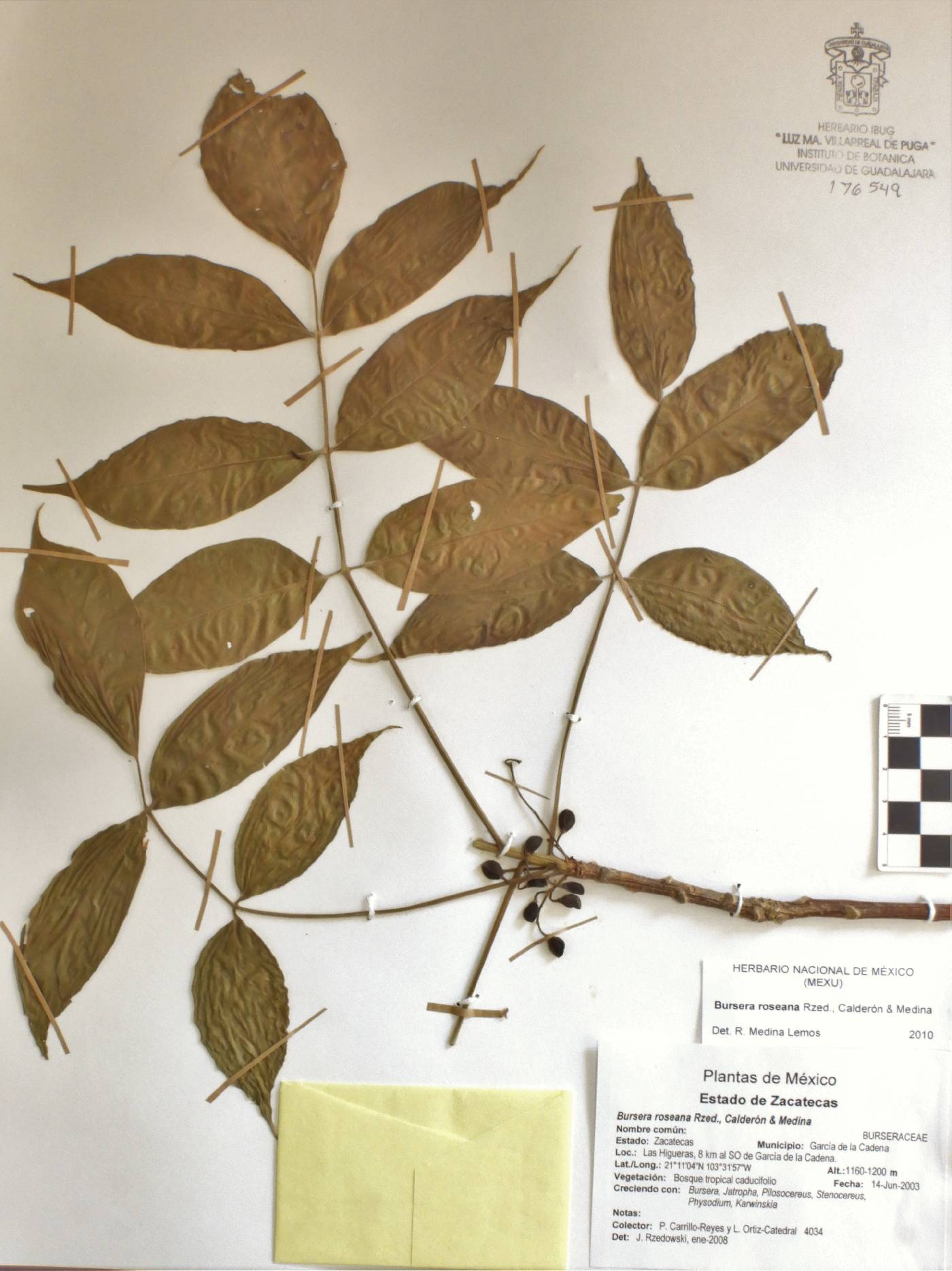 Bursera roseana image