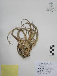 Hechtia laevis image