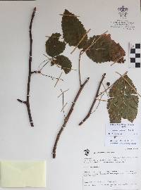 Bursera heteresthes image