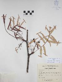 Bursera bicolor image