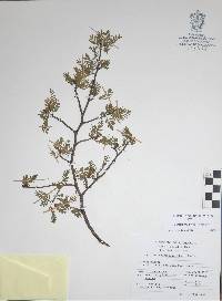 Bursera multifolia image