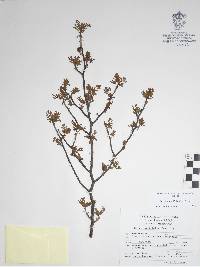 Bursera multifolia image