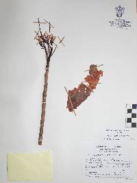 Bursera ovalifolia image