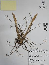 Tillandsia schiedeana image