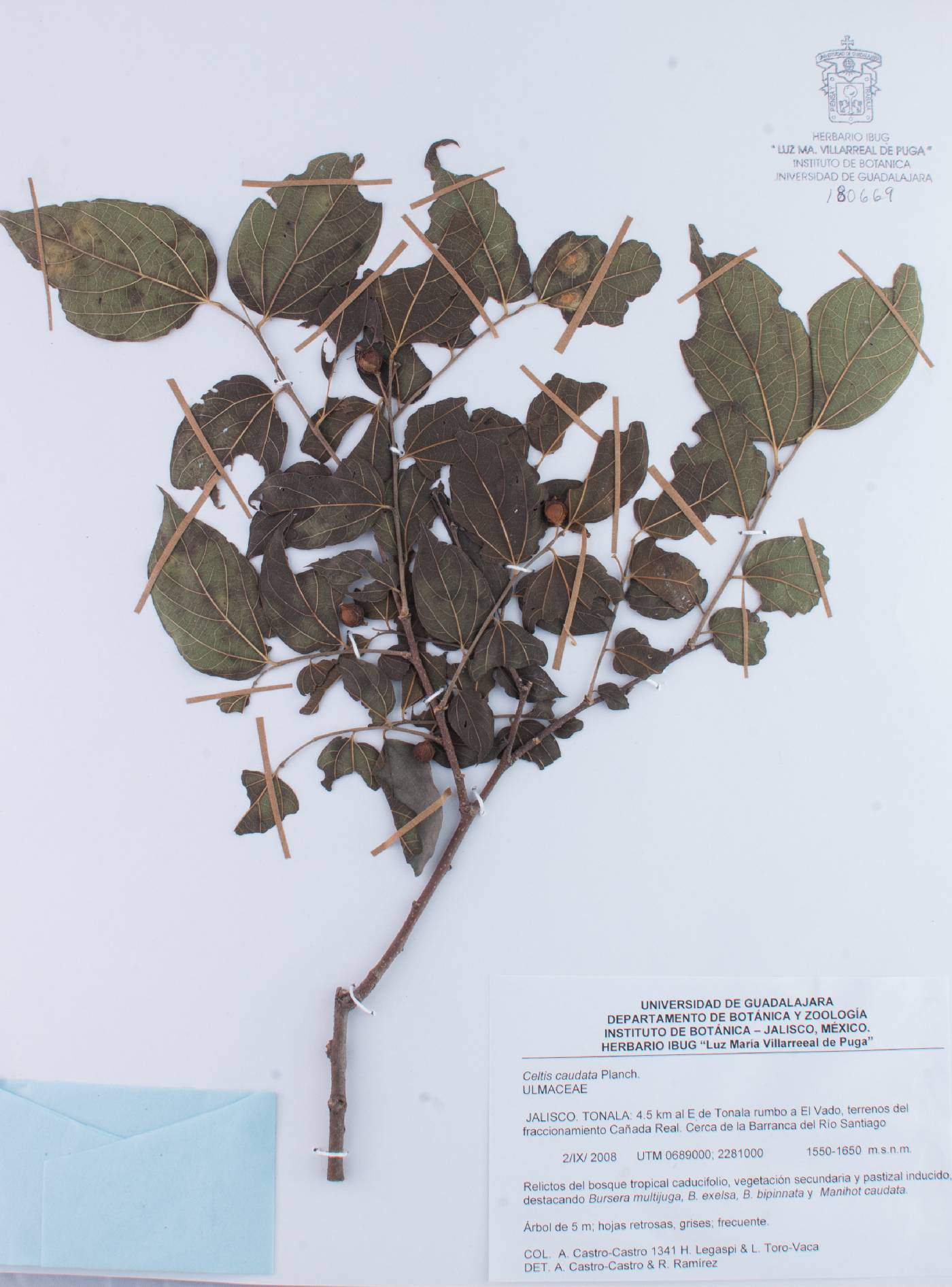 Celtis caudata image