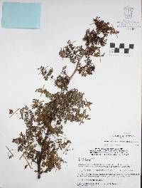 Bursera bipinnata image