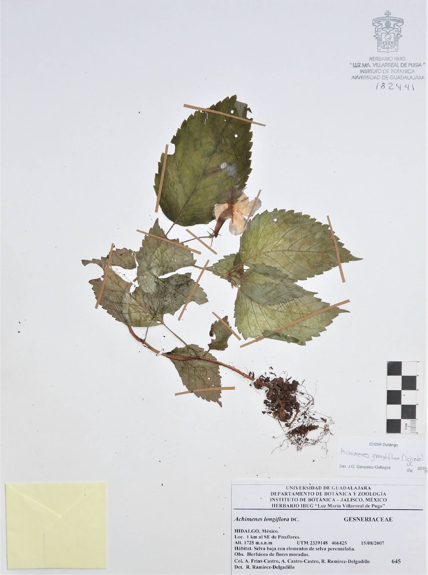 Achimenes grandiflora image