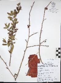 Bursera denticulata image