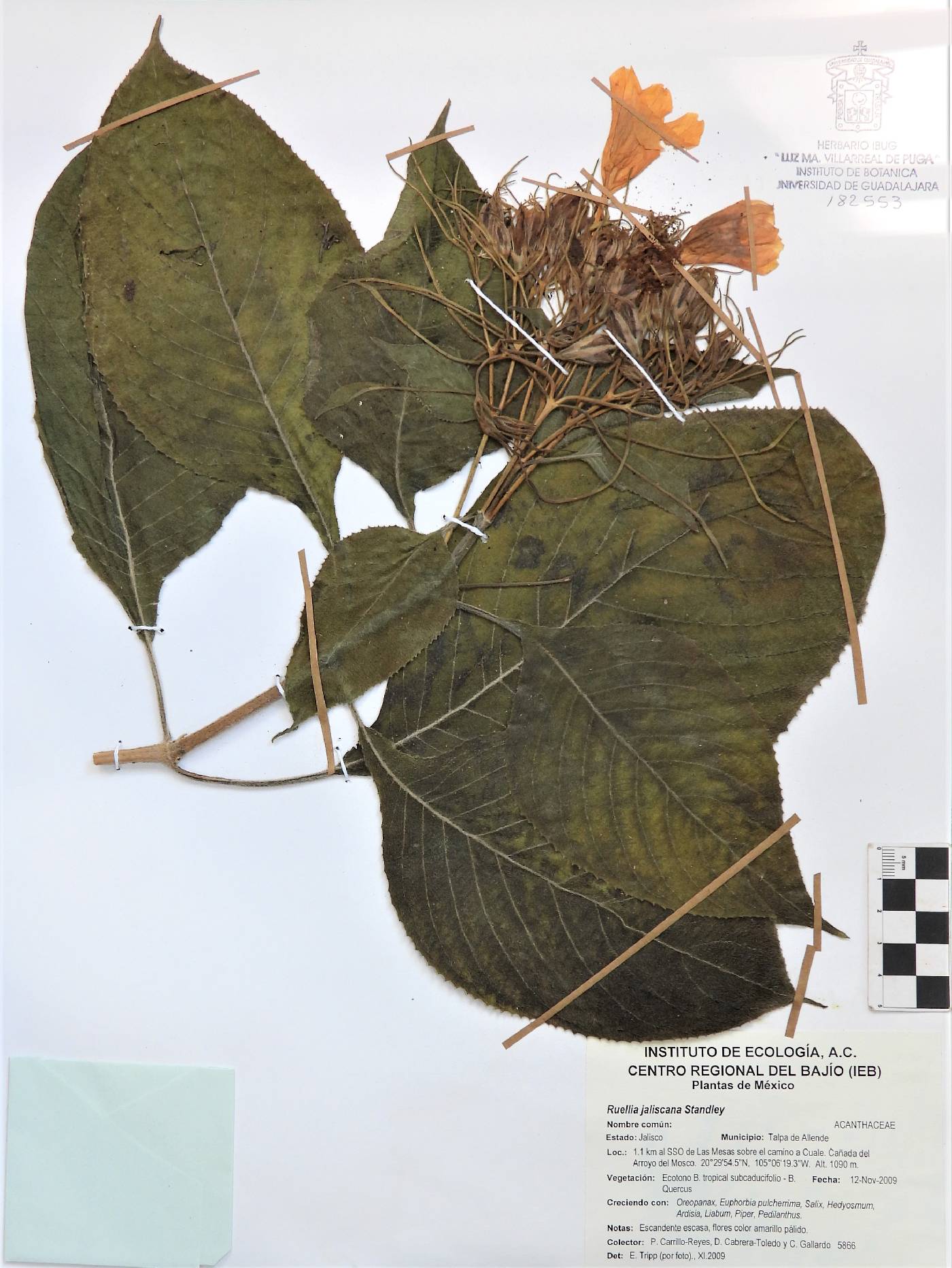 Ruellia jaliscana image