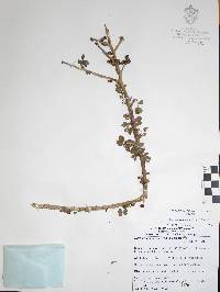 Bursera palaciosii image