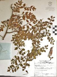 Bursera ribana image