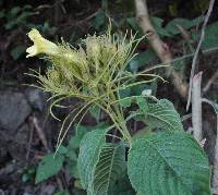 Ruellia jaliscana image