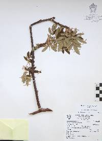 Bursera cuneata image