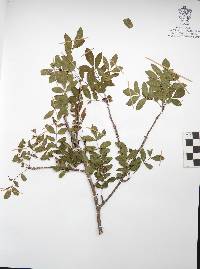 Bursera denticulata image