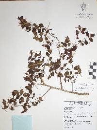 Bursera palaciosii image